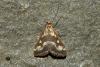 Pyrausta ostrinalis